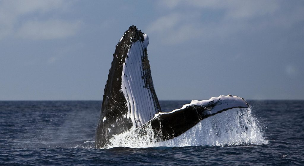 Image for Why the South Atlantic should be a sanctuary for whales.