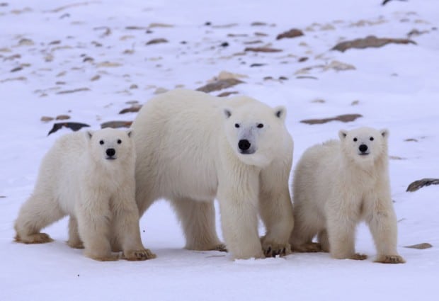 Image for How well do you know the Polar Bear?