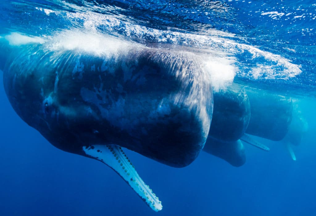 Image for International Whaling Commission meeting 2016 – what to expect.