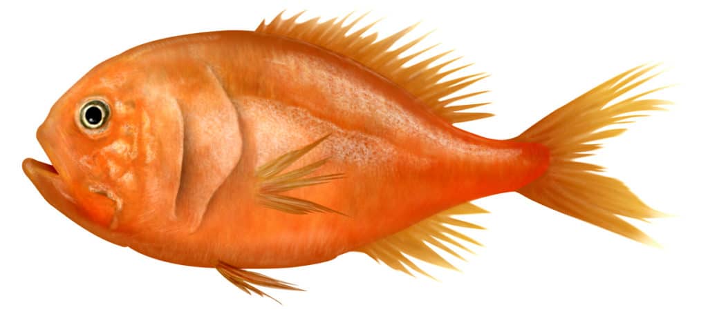 Image for Orange roughy – a ‘sustainable’ fish certification too far.
