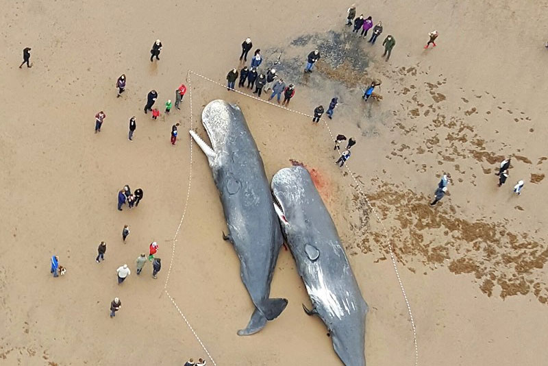 Image for Why do whales strand on beaches?