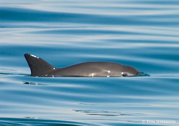Image for Vaquita porpoise takes centre stage at Whaling Commission meeting.