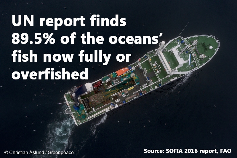 Image for The lowdown on UN’s SOFIA report: 89.5% of fish are now fully or overfished