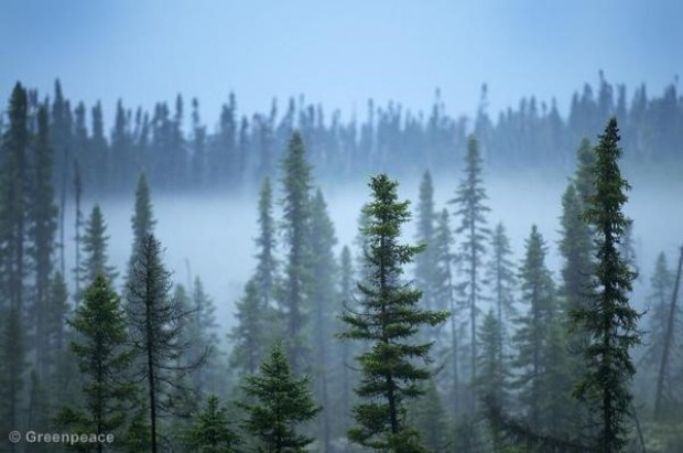Image for 9 facts you need to know about forests and trees