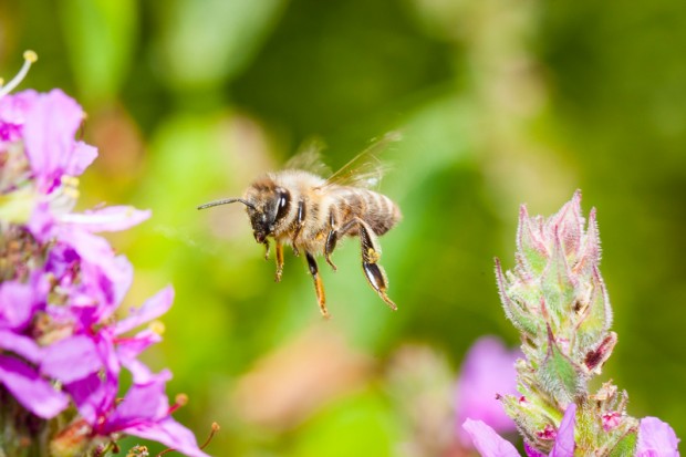 Image for In pictures: Hey Honey, Bees make so much more than that