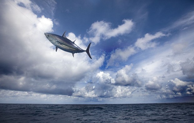 Image for Pole and line fishing – catching tuna one by one