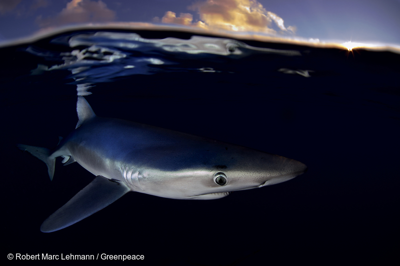 Image for 9 Things You Probably Didn’t Know About Sharks