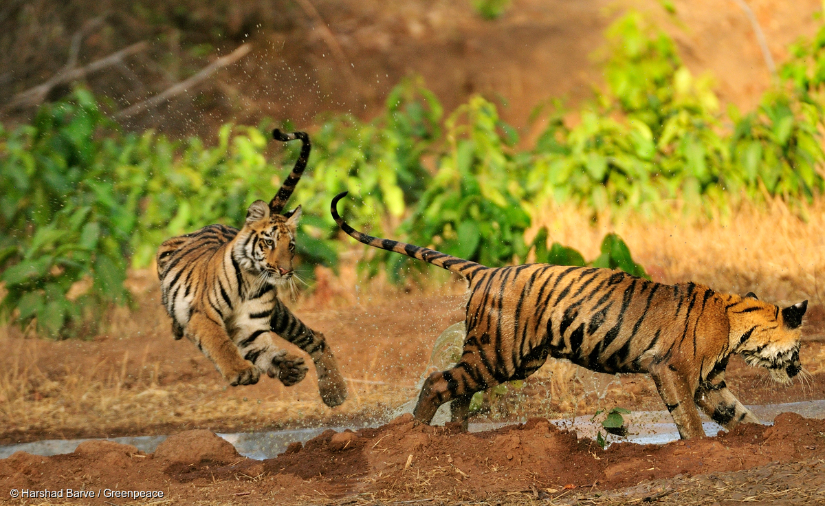 Image for In Pictures: It’s International Tiger Day!
