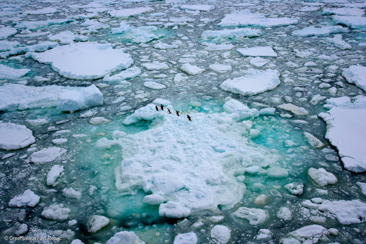 Image for In Pictures: Antarctica