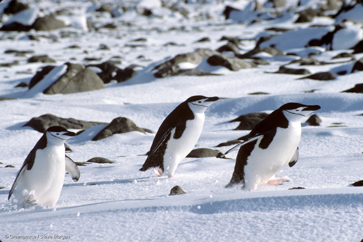 Image for 5 things you (probably) didn’t know about the Antarctic