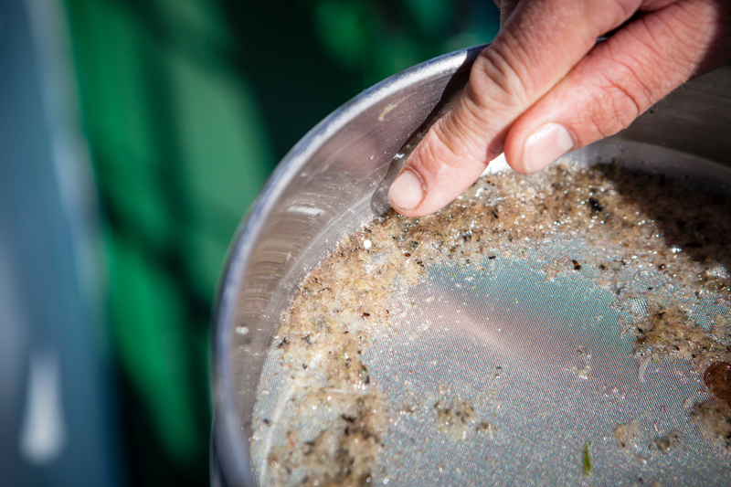 Image for New Greenpeace Research Finds Microplastics in Scottish Seas