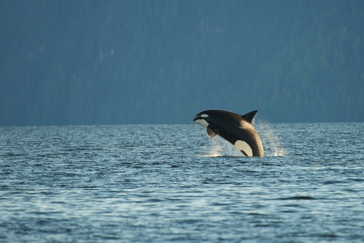 Image for An Orca mother finally abandons her dead calf that she carried for over two weeks