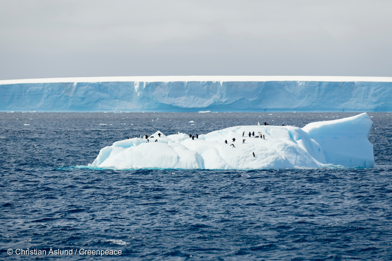 Image for Governments are deciding whether to create a huge Antarctic Ocean Sanctuary. Here’s what you need to know.