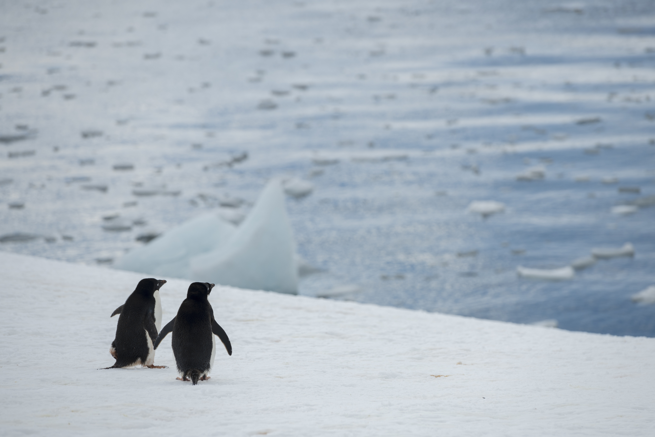 2 penguins on the edge of the ice
