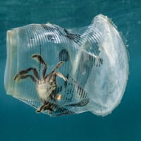 Crab trapped inside a plastic cup