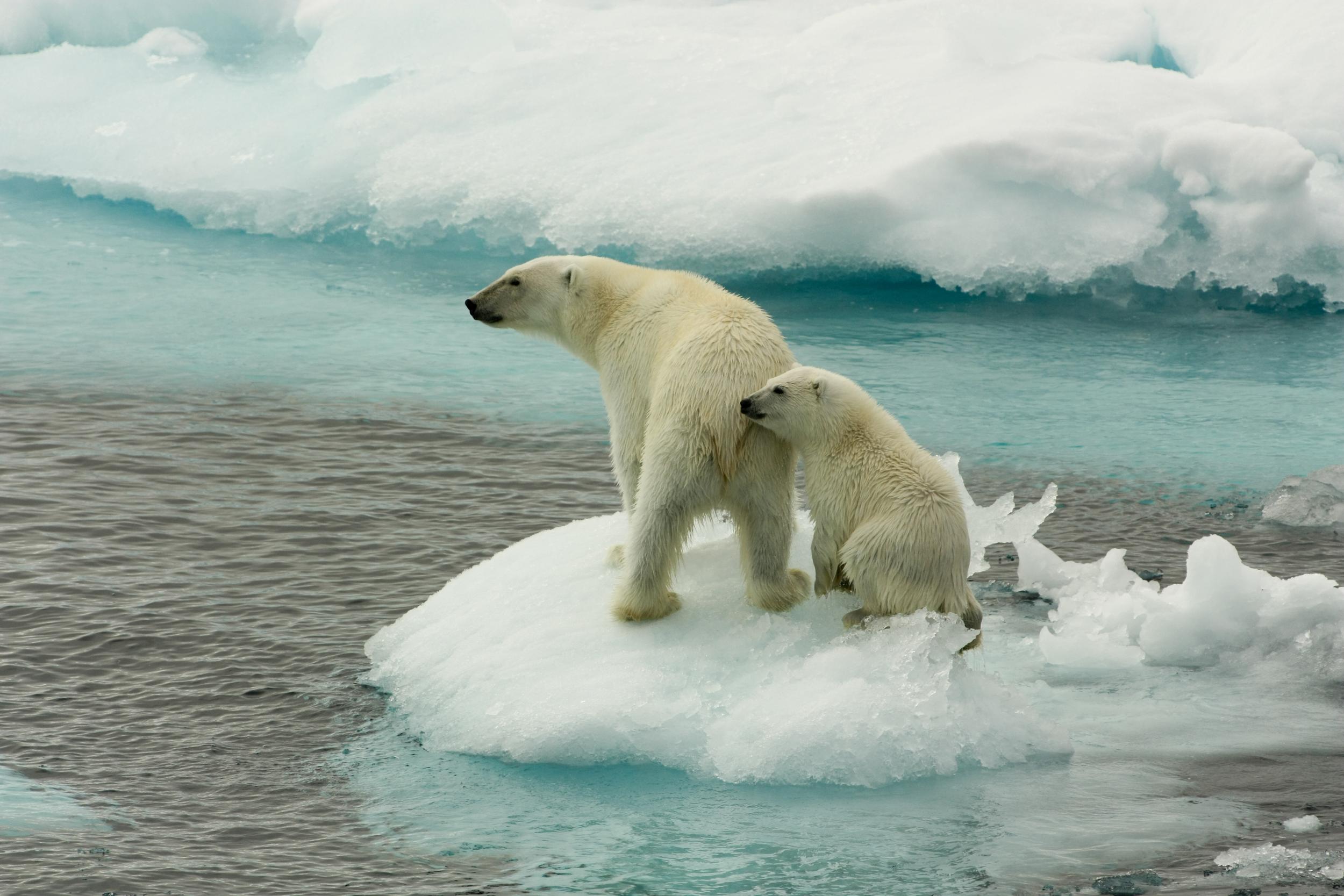 do polar bears eat humans