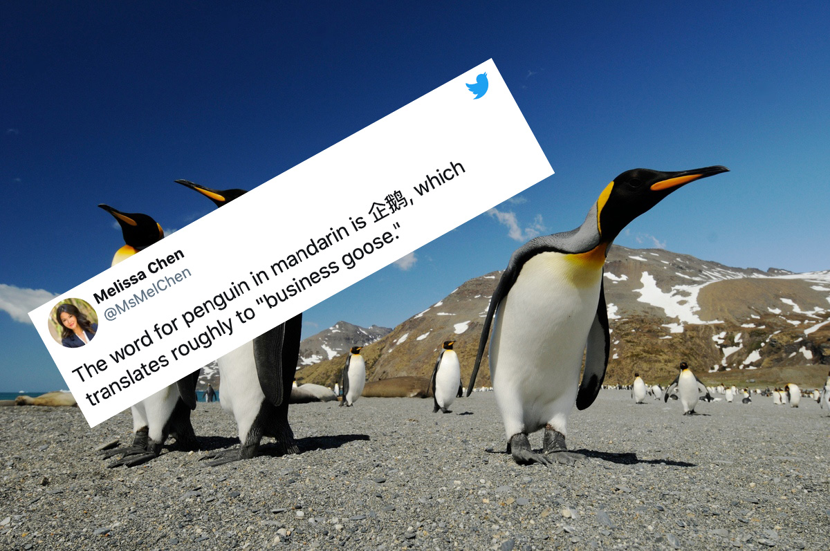 Emperor Penguins Habitat