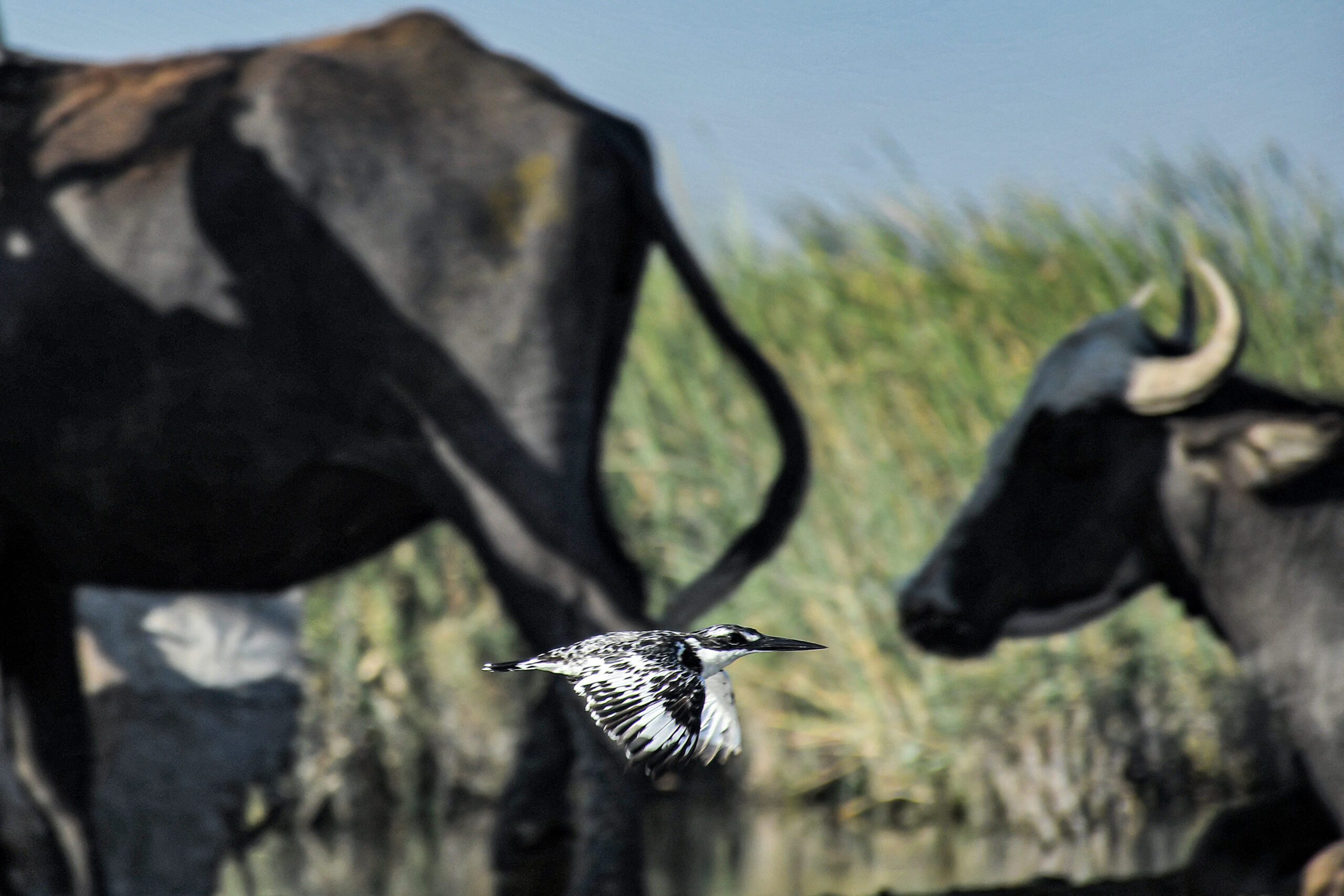 A black and white bird in mid-flight with buffalos behind
