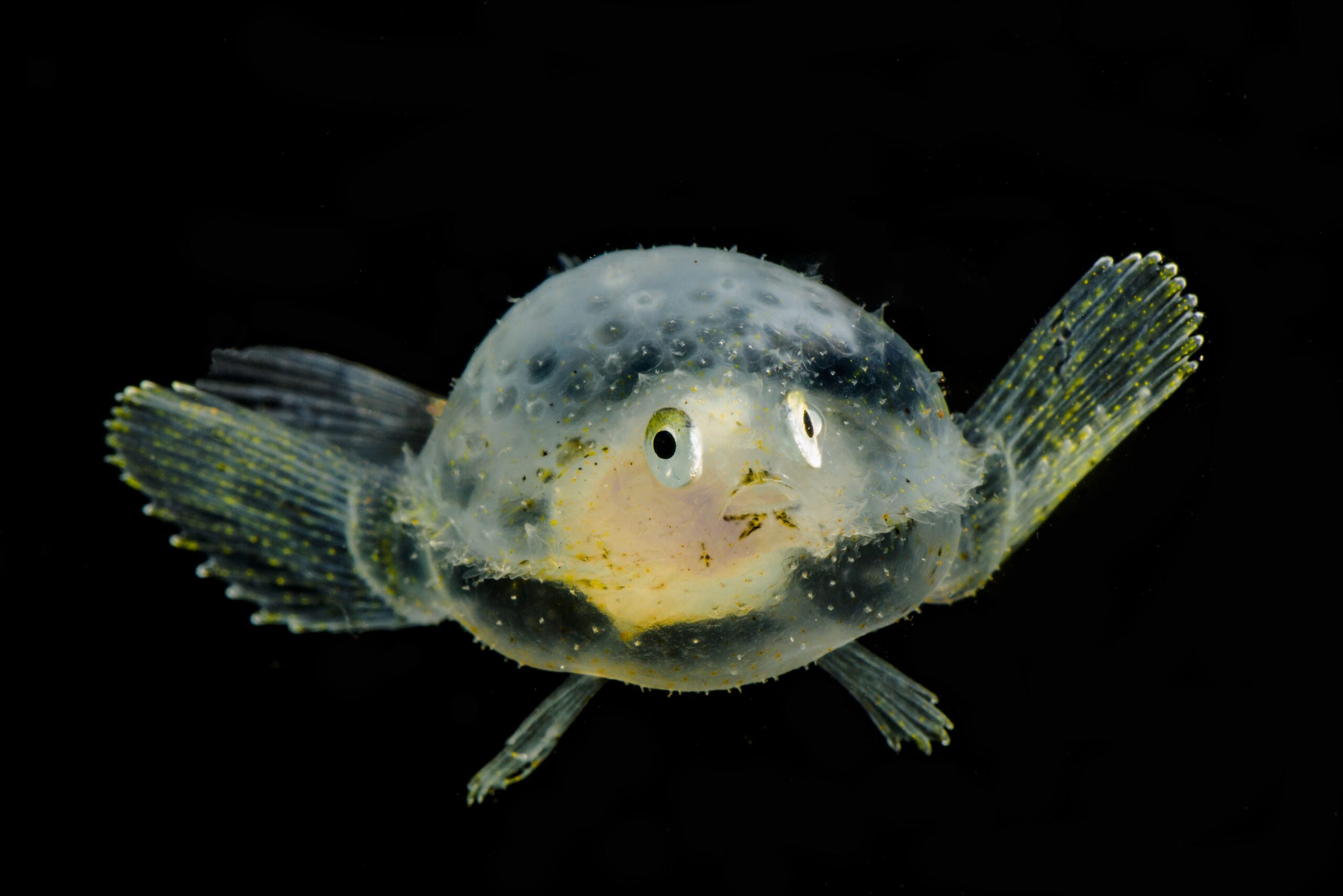 Elephant Nose Fish: Unique Adaptations for Murky Waters