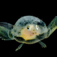 A semi-transparent sea creature with big eyes and small fins hangs in a black void. It's cute and strange looking