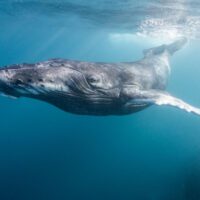 A majestic humpback whale gracefully glides through the shallow waters of the azure ocean.