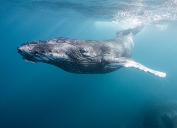 A majestic humpback whale gracefully glides through the shallow waters of the azure ocean.