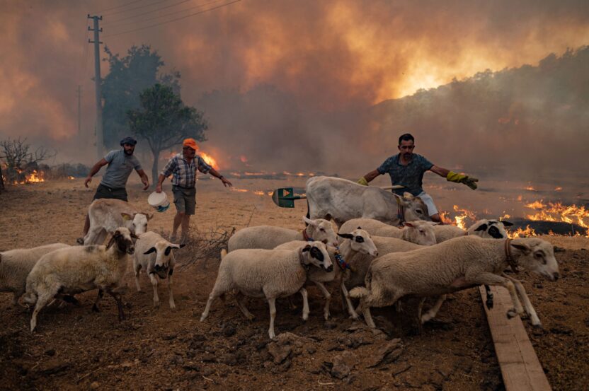 Three people herding a flock of sheep away from an advancing wildfire in Turkey, the sky filled with smoke.