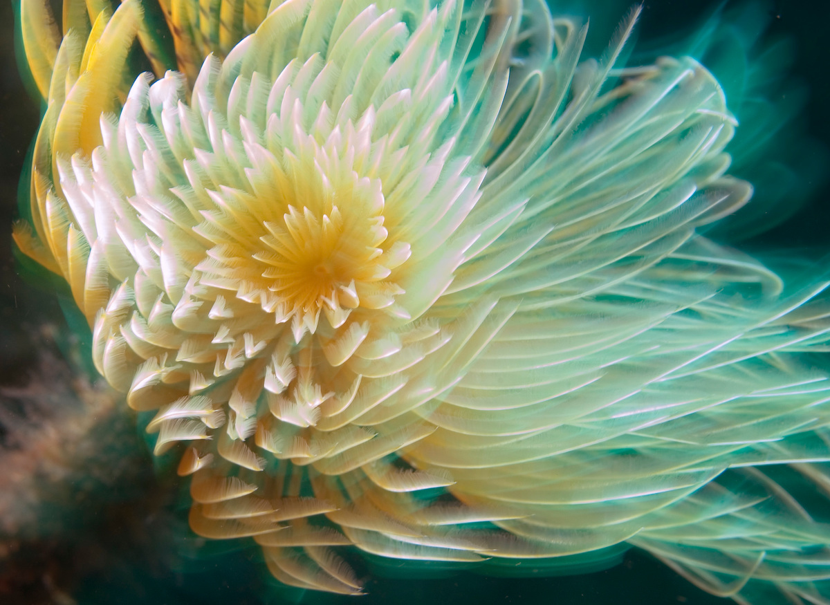 A spiral tube worm on the seabed. It's feathery fronds look like the petals of an alien flower