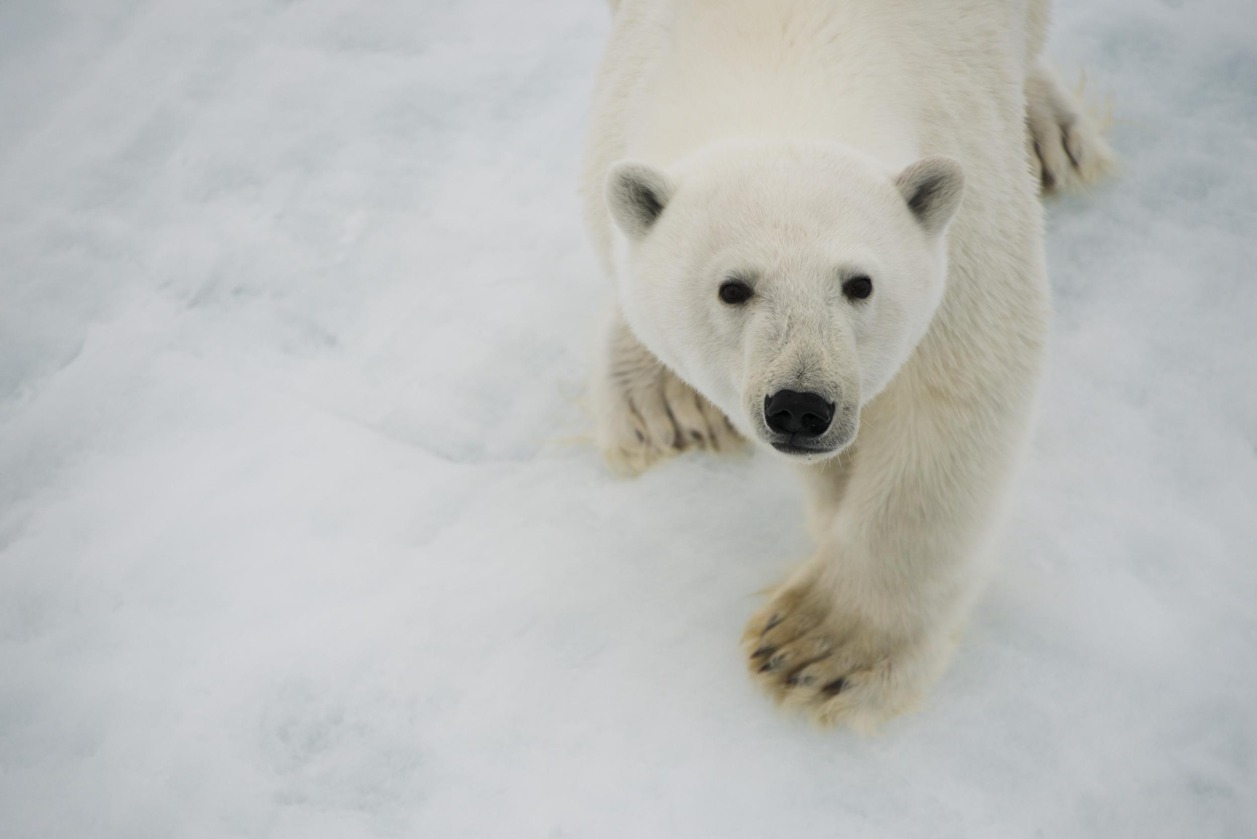 close up of polar bear