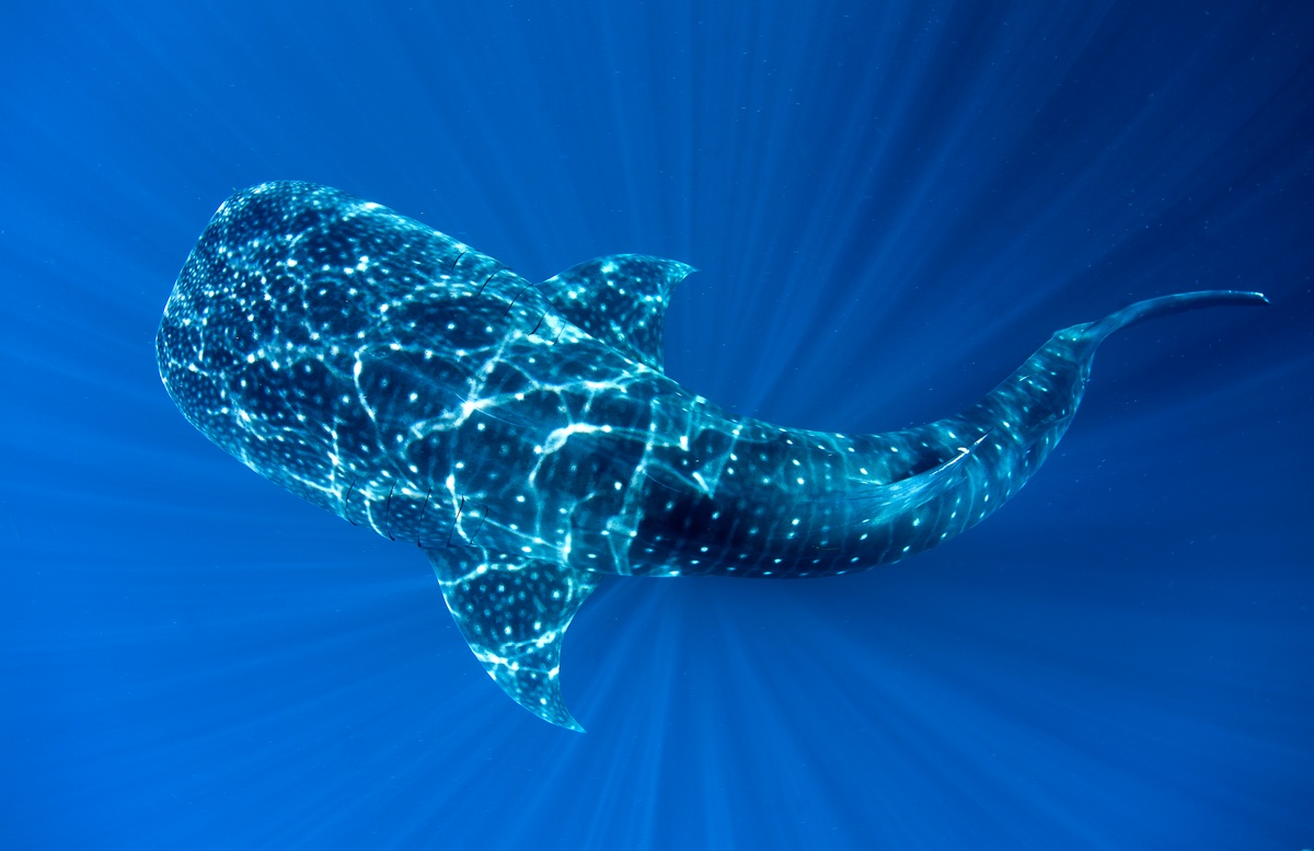whale shark