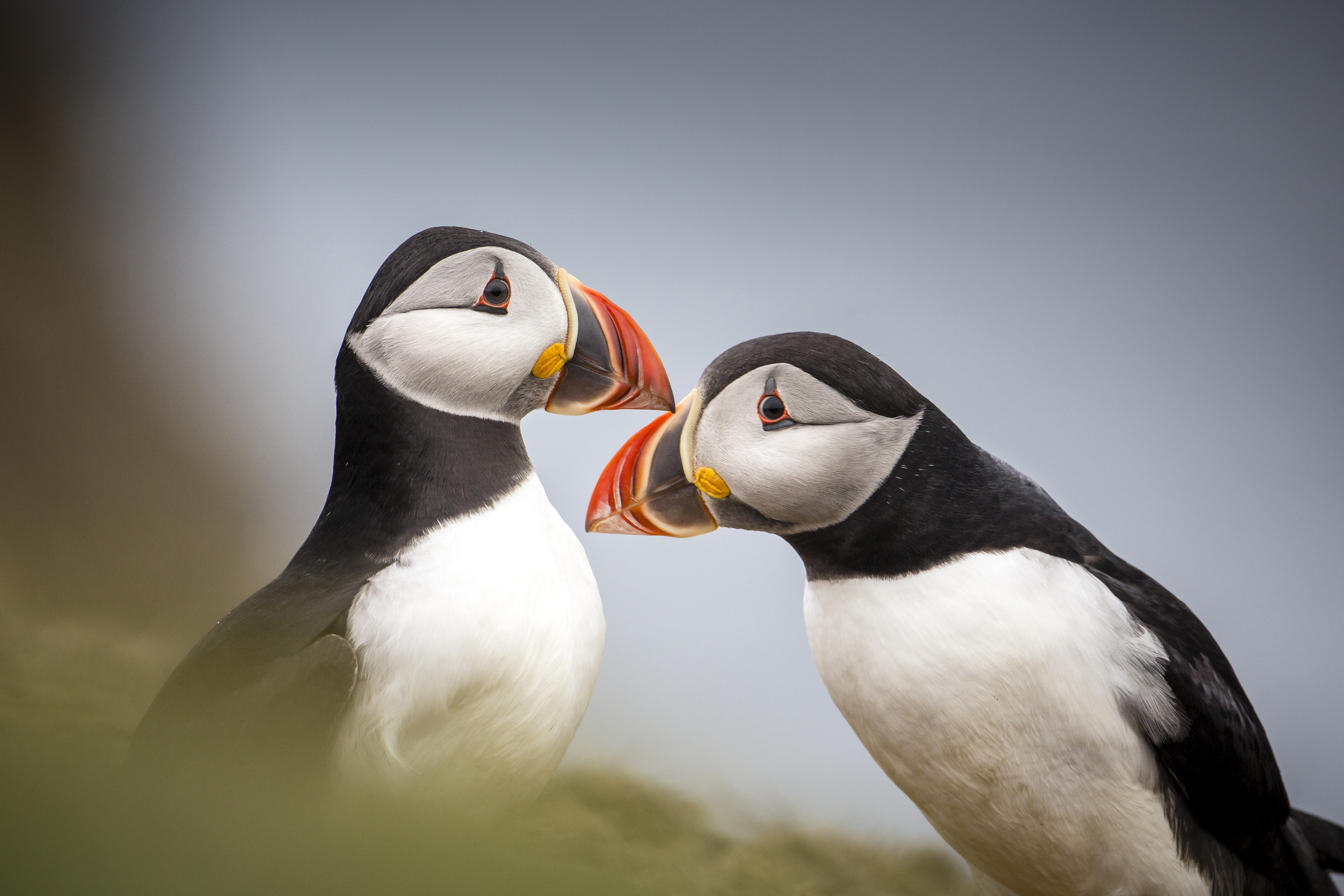 Leaked document reveals government set to miss key wildlife pledge