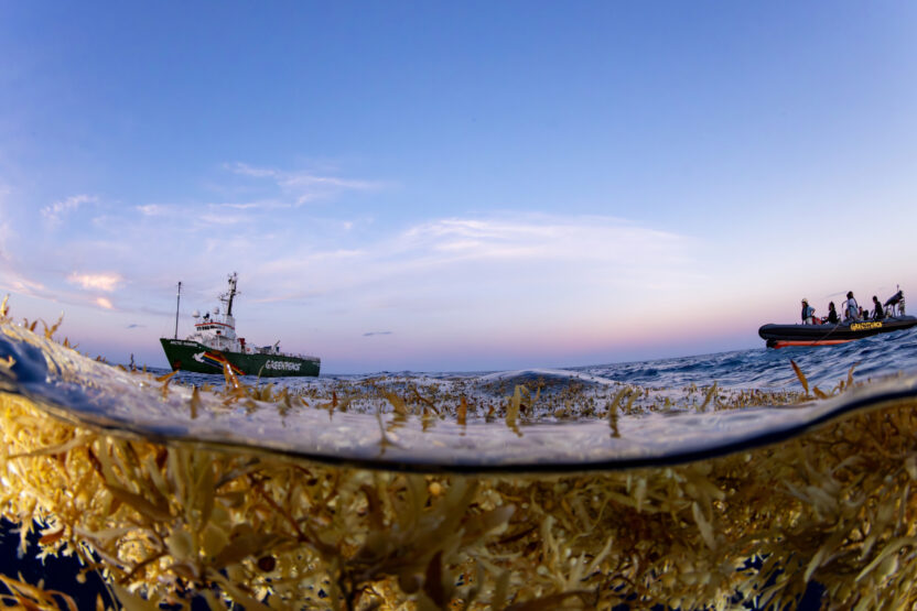 Sargassum seaweed floats in the foreground of the ocean with the Greenpeace ship Arctic Sunrise and an inflatable boat in the background