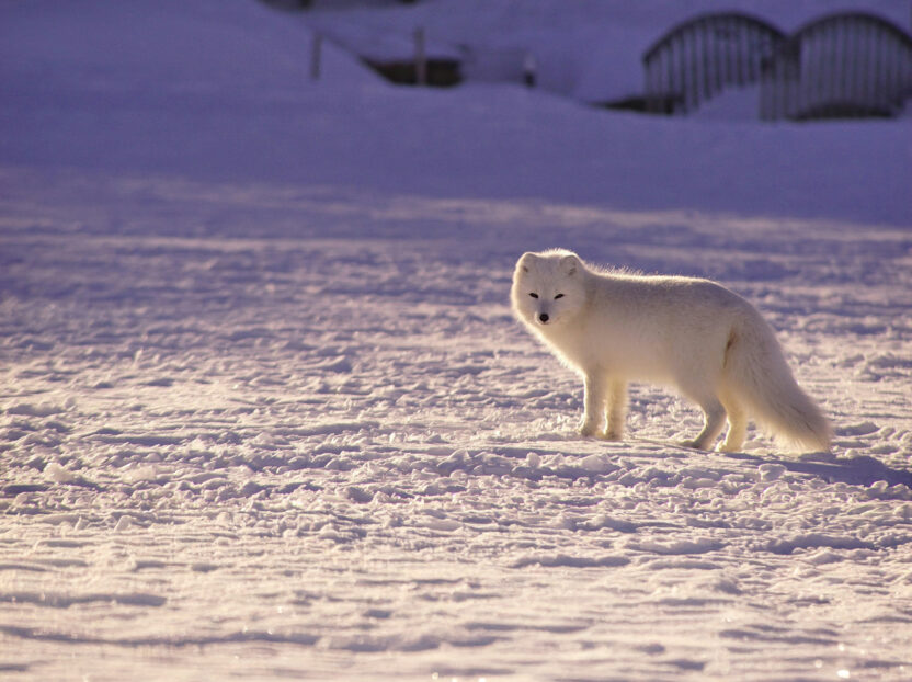 Arctic Fox in a snowy landscape