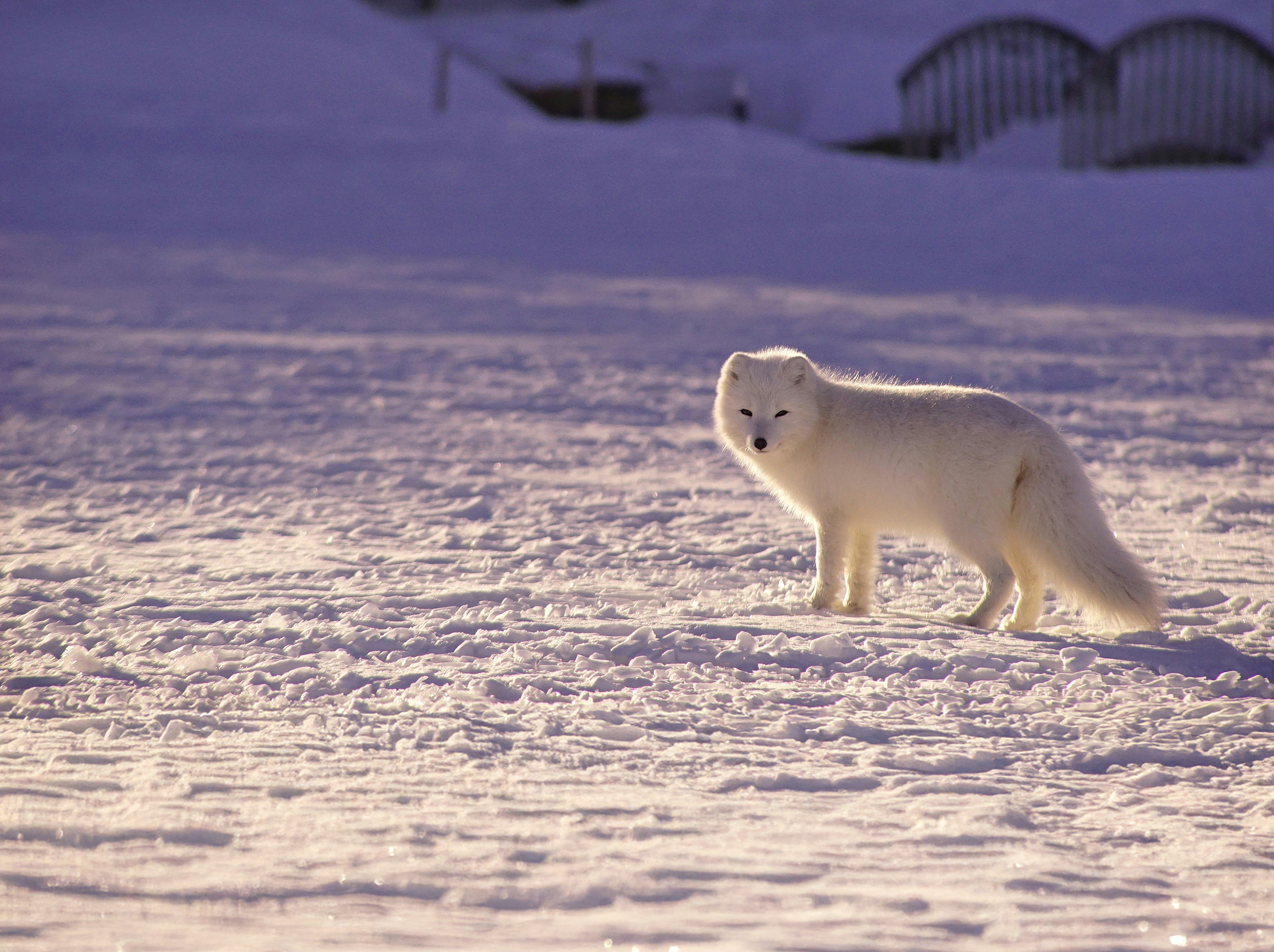 Arctic Fox in a snowy landscape